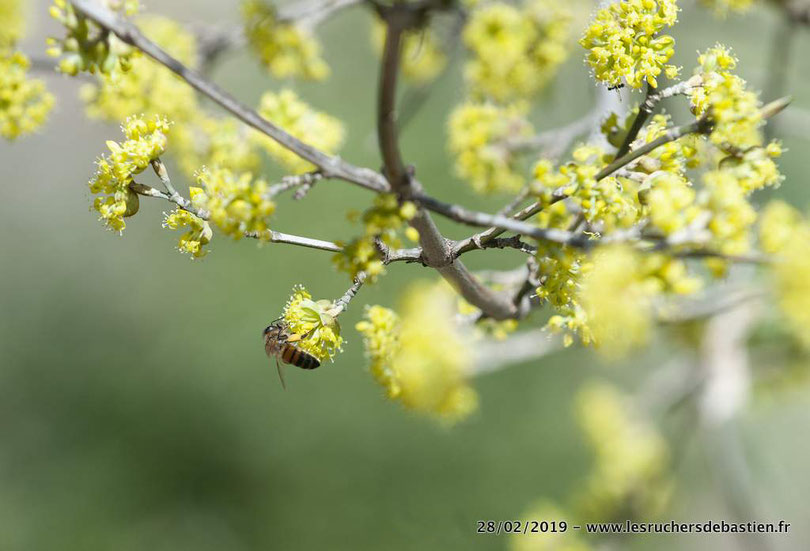 fleur cornouiller mâle et apis mellifera-Commune de Ventalon-en-Cévennes