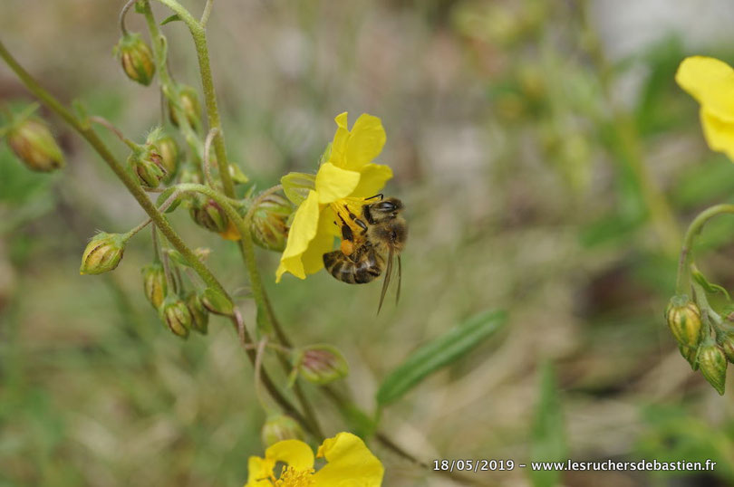 Abeille et helianthemum nummularium, commune de Ventalon-en-Cévennes