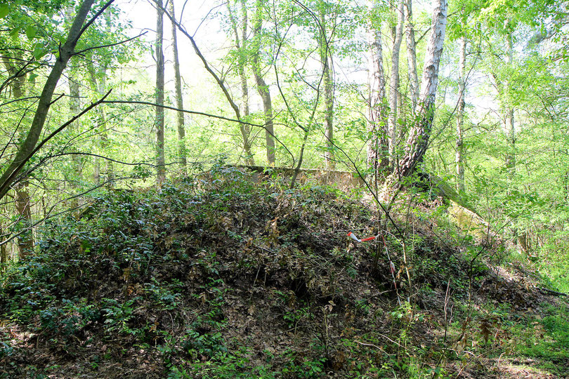 Der Experimentierstand im Wald