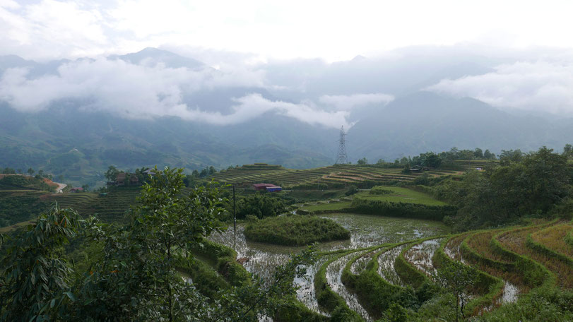 Endlose Reisfelder im Muong Hoa-Tal