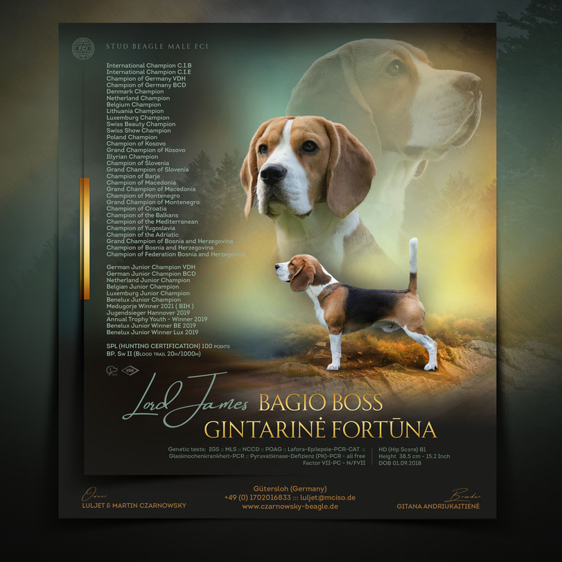 Czarnowsky, Czarnowsky-beagle, Little King Arthur, Bagio Boss Gintarine Fortuna * Lord James *, Czarnowsky ,Czarnowsky, Czarnowsky-beagle, Little King Arthur, Bagio Boss Gintarine Fortuna * Lord James *, Czarnowsky , Beagle, Beagle, Beagle, Beagle, Beagle