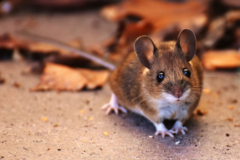 Waldmaus - Maus - Herbst im Haus