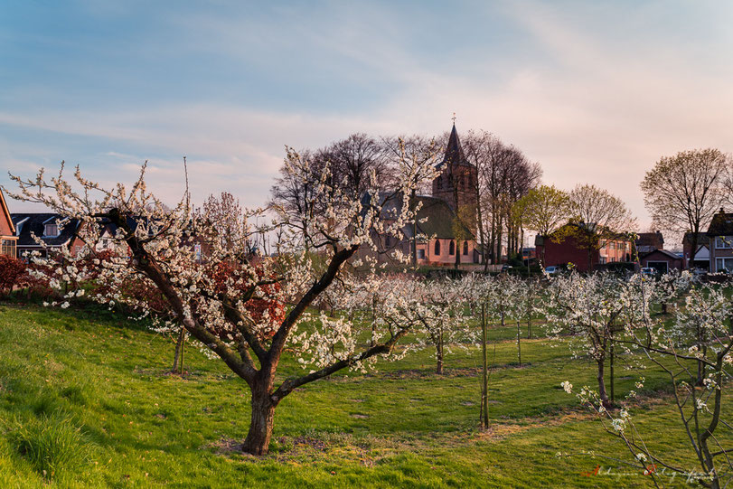 Bloesem in de Betuwe