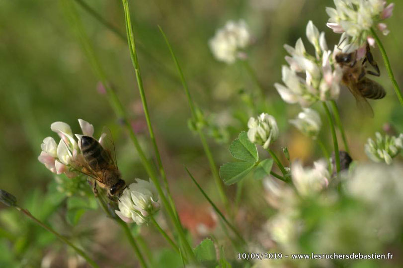 Apis mellifera & Trifolium repens, Cévennes