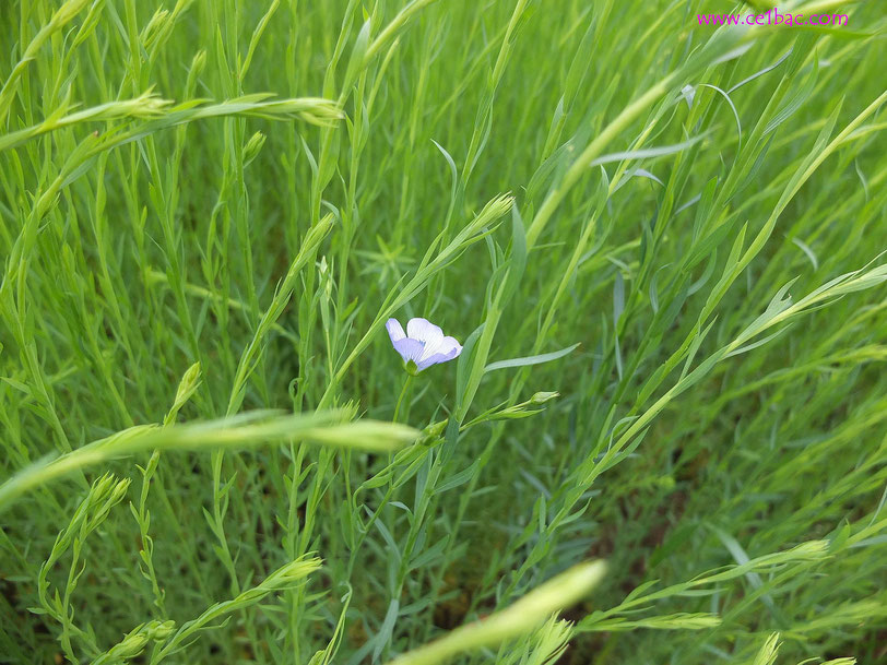 Chacun cueille sa fleur au vert jardin des rêves