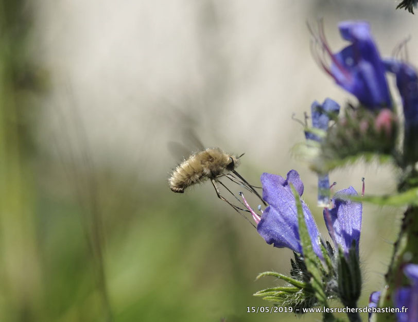 Bombyle et vipérine, Cévennes