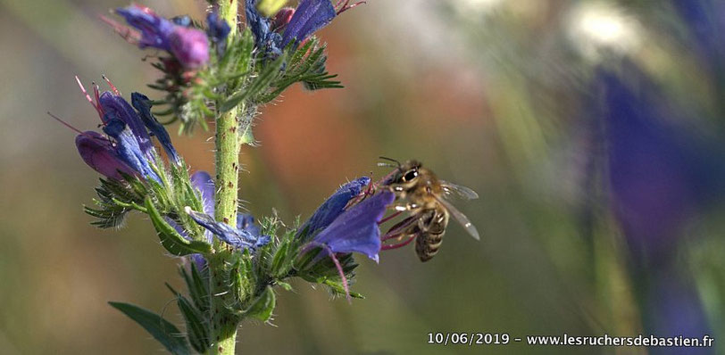 Apis mellifera & Echium vulgare, Cévennes