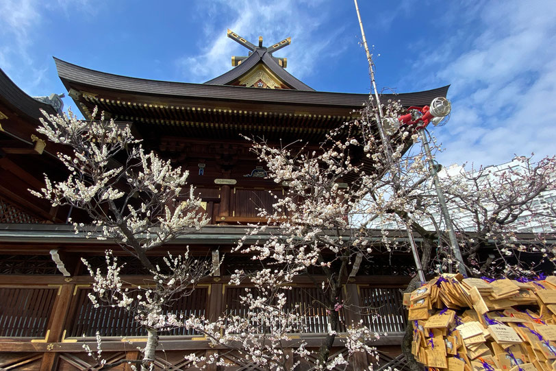 青空を背景に横から見た本殿。その手前に白い梅が咲いている。右下には絵馬掛にびっしりかけられている絵馬