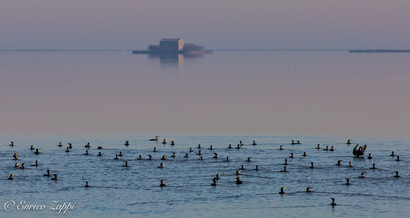 Valli di Comacchio con cormorani.