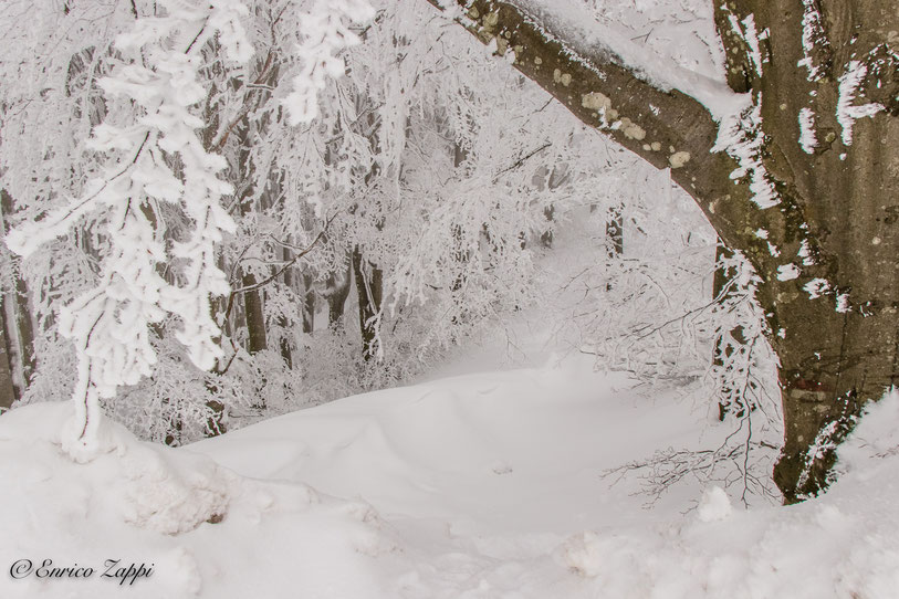 Dentro al bosco magico