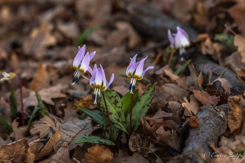 Dente di cane (Erythronium dens-canis). Con le temperature miti di questo inverno questa bellissima liliacea è fiorita con un mese di anticipo rispetto al suo periodo naturale.