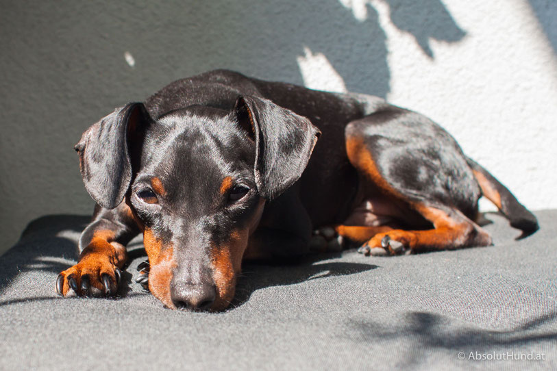 Sonne, Sonnenstich und Co. - AbsolutHund.at - Hund, Zwergpinscher
