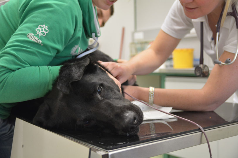 Foto: Vetmeduni Wien
