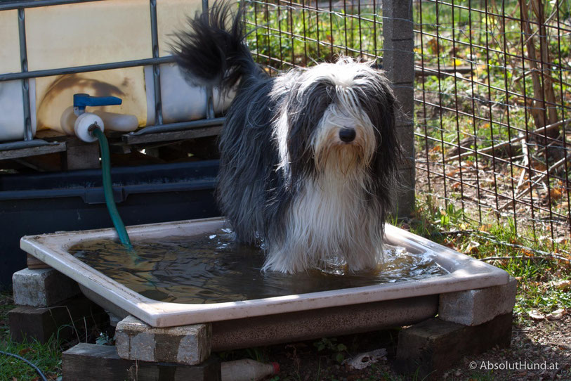 Hund in Wasserbecken