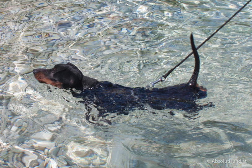 Pollux & Romeo am Strand - AbsolutHund.at