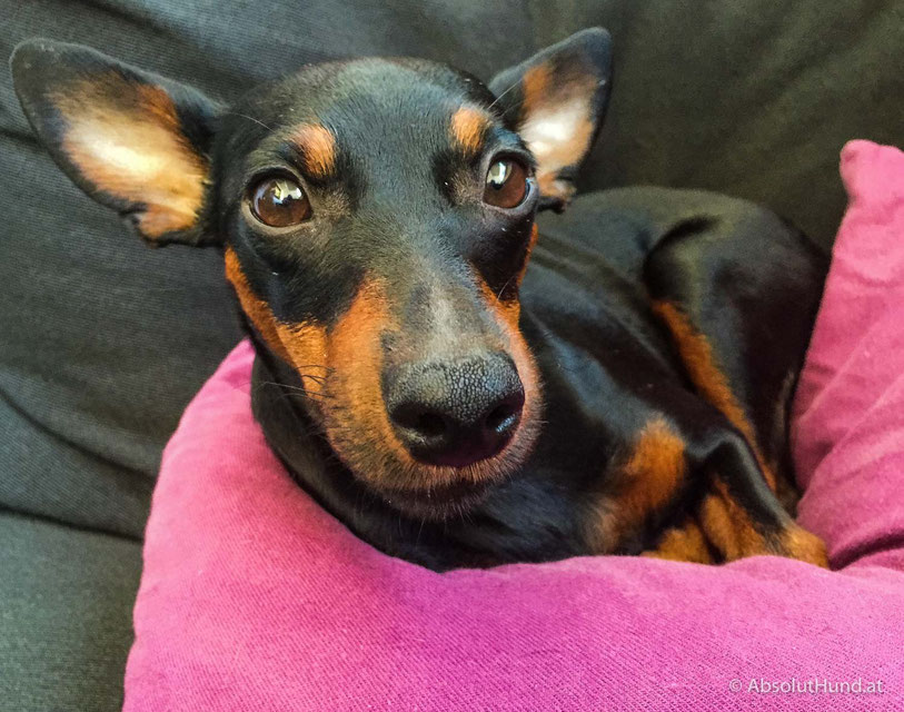 5 Tipps für Hundefotos mit dem Smartphone - AbsolutHund.at