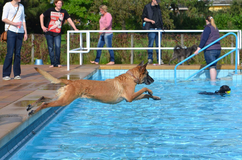 Vier Pfoten im Freibad, Ein Tag im Freibad mit Hund, - AbsolutHund.at