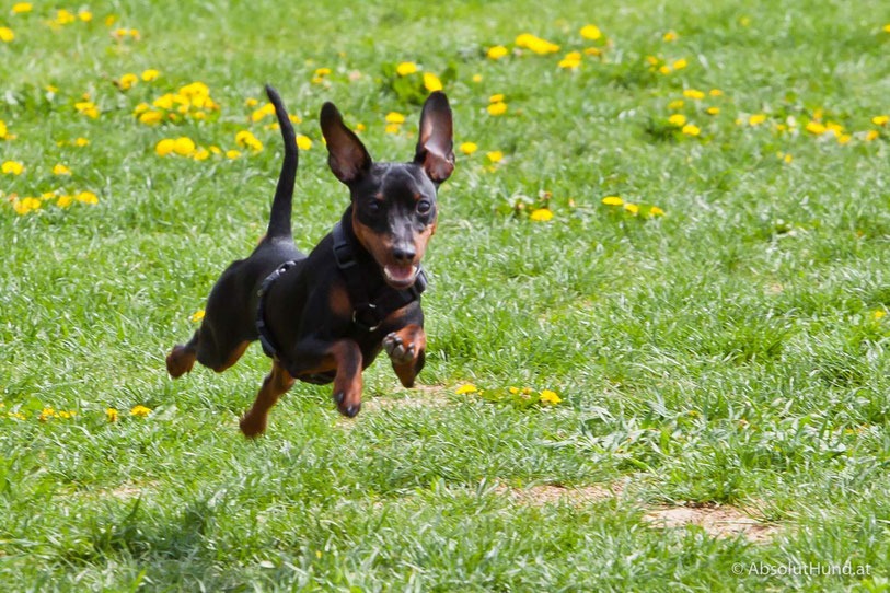 Pollux beim laufen, Zwergpinscher, Hund - AbsolutHund.at