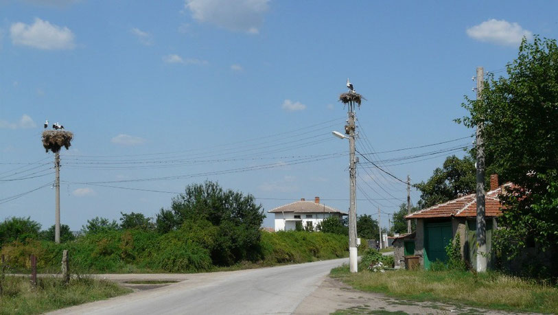 Depuis la fin de la Turquie, de nombreuses cigognes sont presentes le long de la route