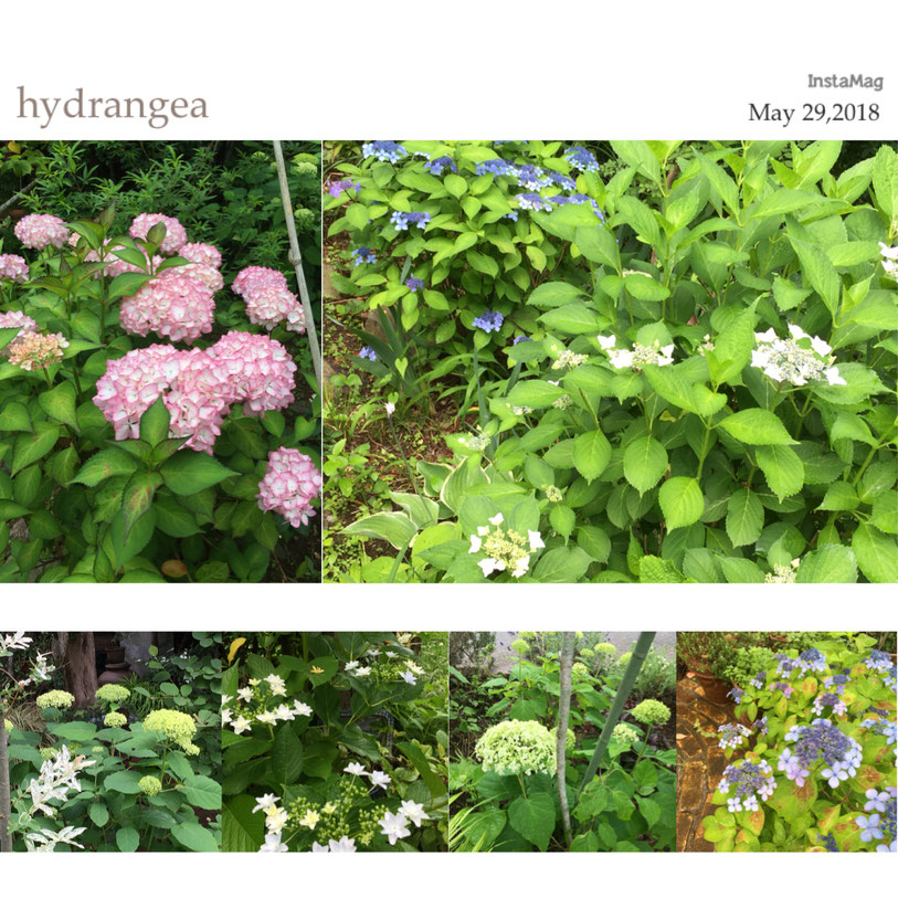 紫陽花　庭　アジサイ　Hydrangea
