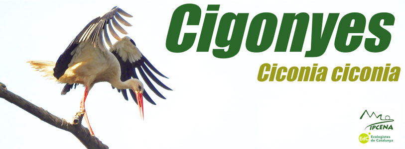 Página web de cigonyes-ipcena