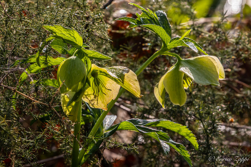 Elleboro verde.