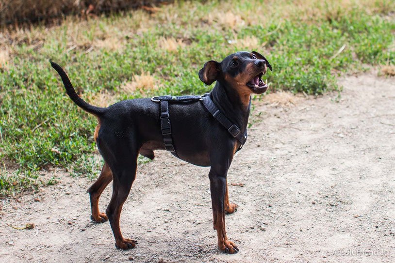 Zweigpinscher Pollux bekommt sein Leckerlie - Hund