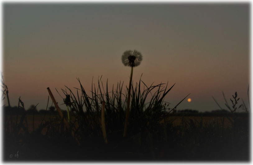 An einem frühen Morgen: Die Pusteblume & der Mond