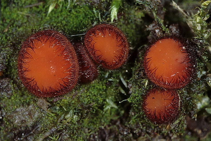 Beschreibungen Operculate Schlauchpilze Fredis Pilzseite