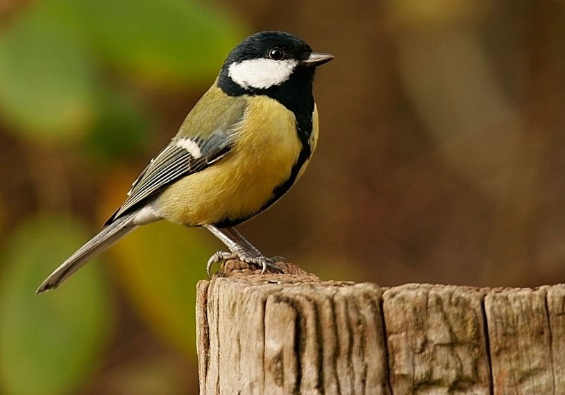 Photos d'oiseaux et de la faune de la région du Nord de la France