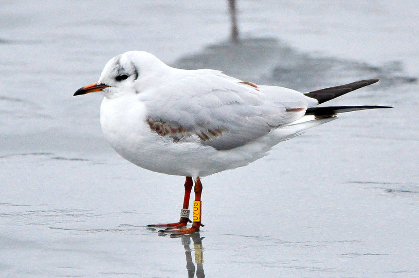 Lachmöwe U705; erste Ablesung einer farbberingten Lachmöwe aus der Ukraine in Österreich (1.2.2019 Donau bei Wehr 2); Martin Suanjak