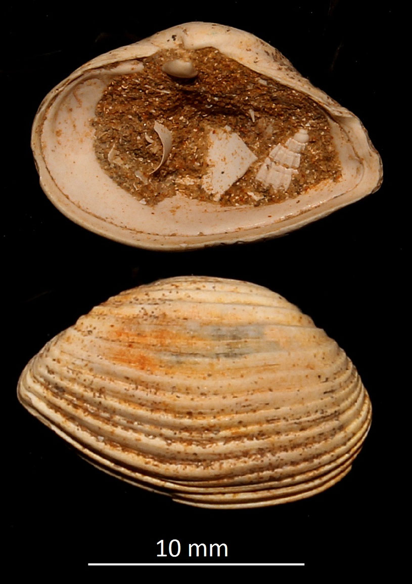 Corbula carinata mut. hoernesi, Miocene dell'Aquitania