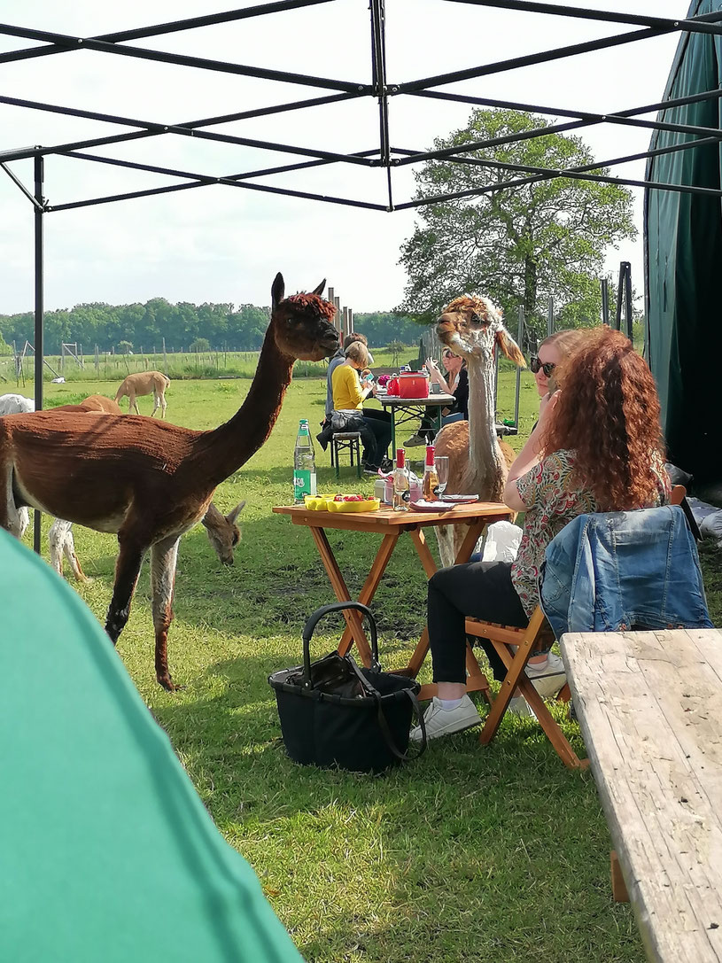 Alpaka Wanderung und Auszeit auf der Weide