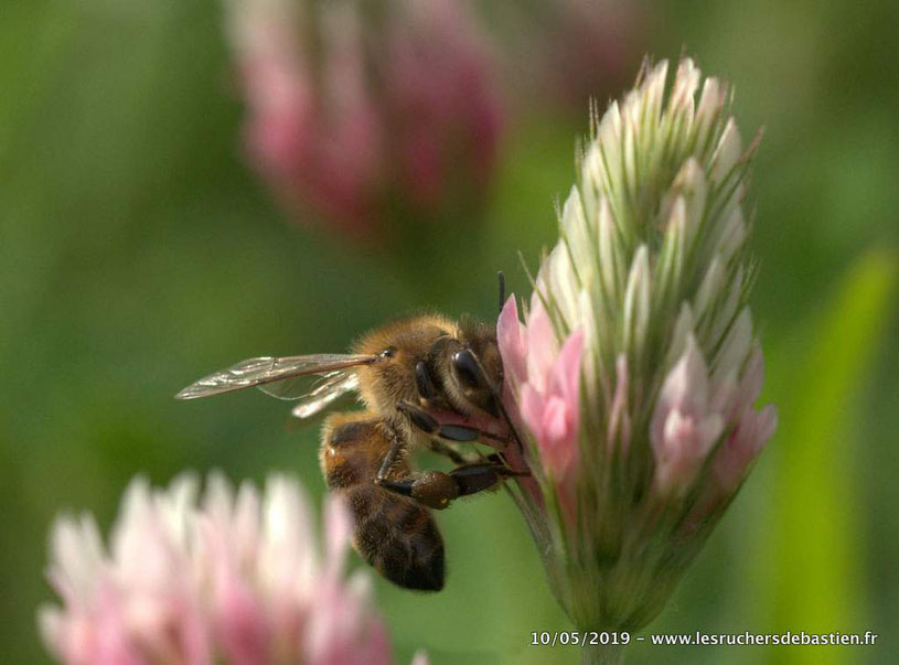 Trèfle incarnat, trifolium incarnatum, Cévennes