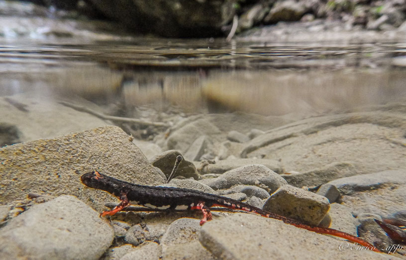 Salamandrina perspicillata. (foto subacquea)