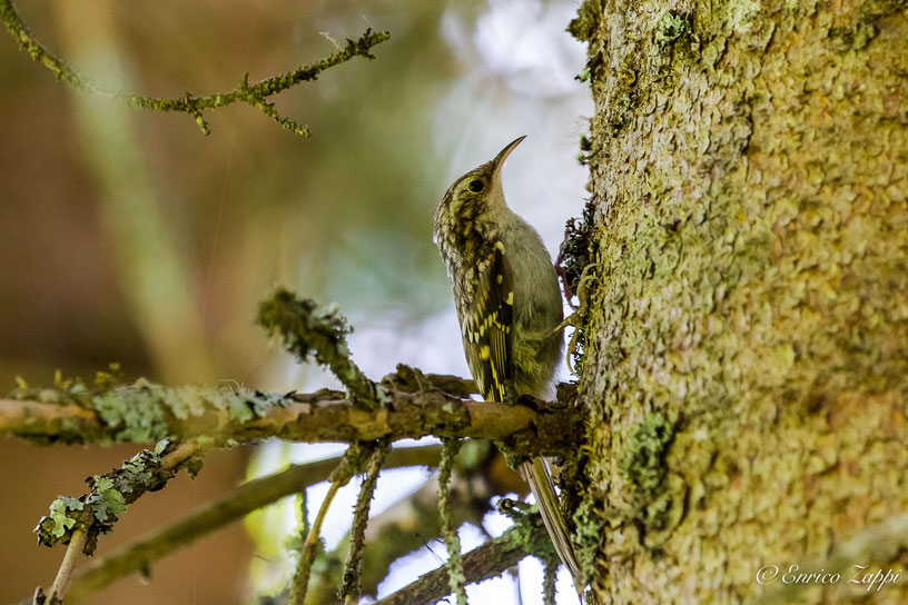 Bosco attorno al lago Anterselva: Rampichino alpestre (Certhia familiaris Linnaeus, 1758).