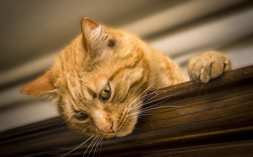 Katze neugierig nach unten schauend