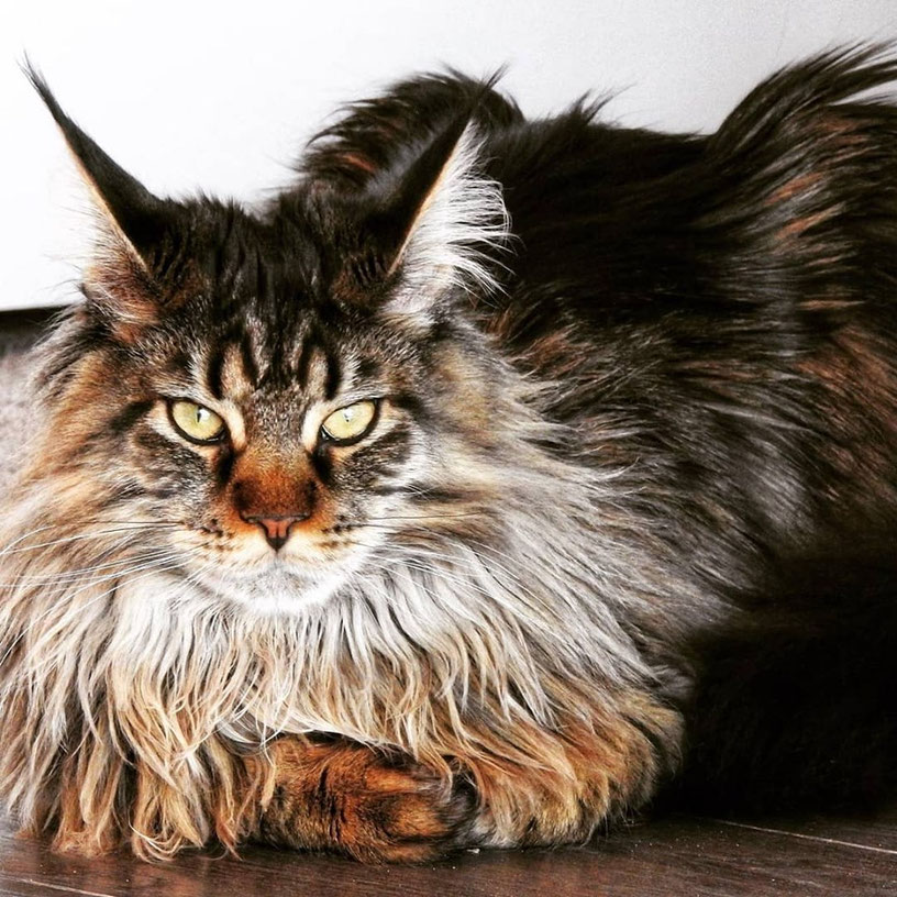Maine Coon Cattery Reviews Maine Coon Kittens For Sale Maine Coon