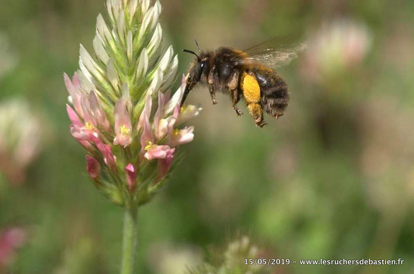 Abeille sauvage, Anthophora plumipes femelle, et trefle incarnat, Cévennes