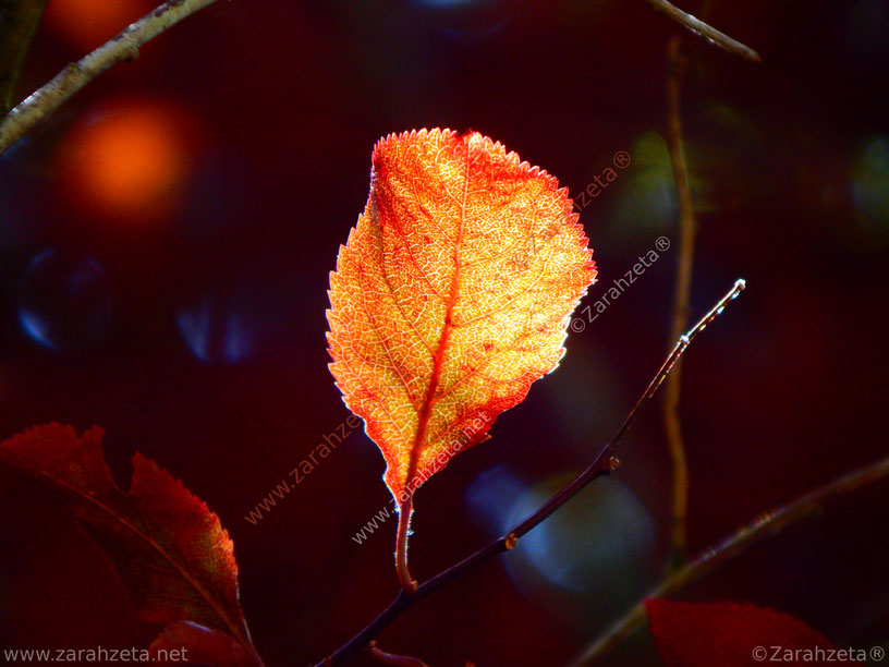 Rotes und gelbes Herbstlaub an einem Baum, angestrahlt von der Sonne