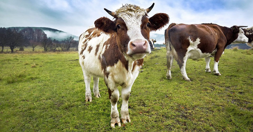 Frische Milch Saarland
