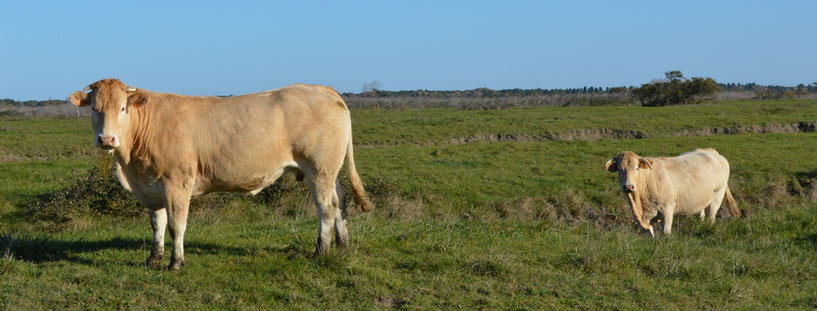 Vaches Blonde d'Aquitaine sur les marais d'Oléron élevage GAEC GUINOT 17310