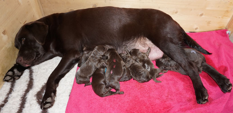 Willkommen Labradorzucht Vom Neckartal