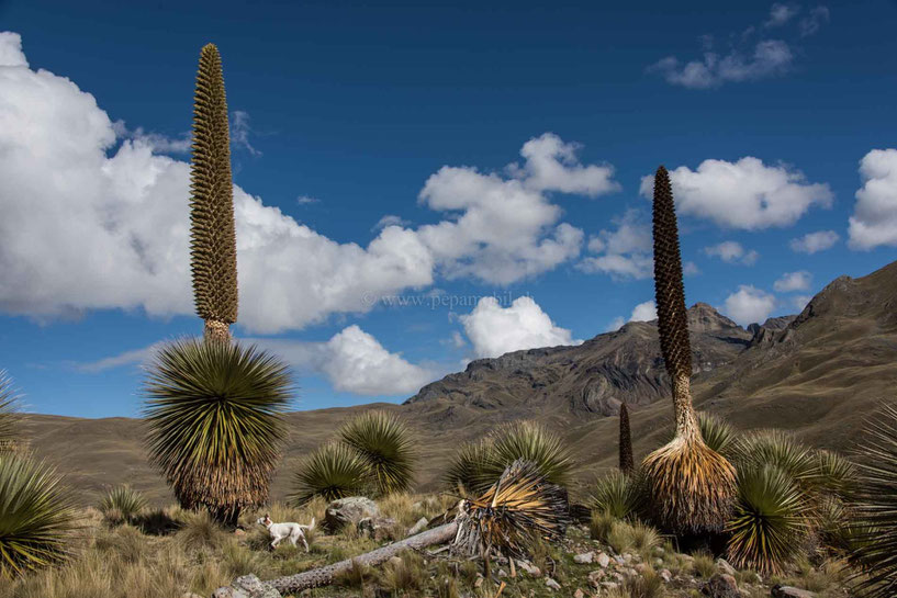 Links eine blühende Puya, rechts eine bereits verwelkte.