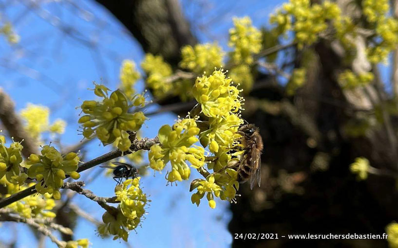 Corcouiller male et abeille cevennes