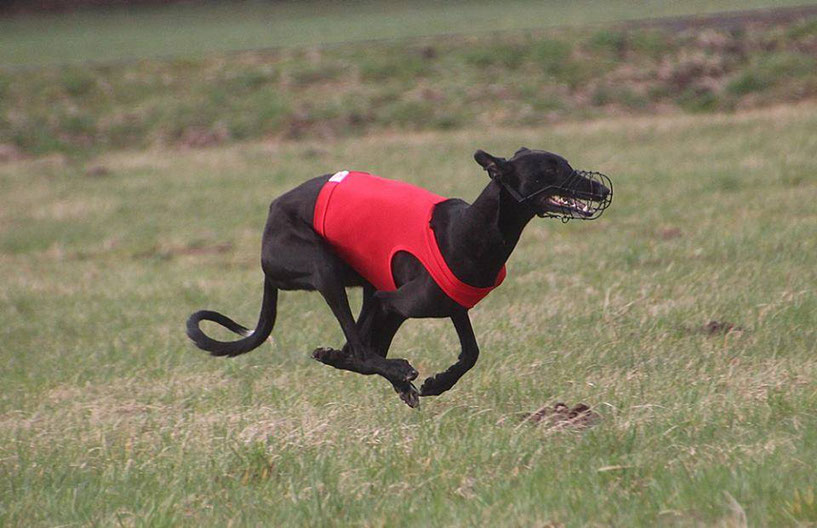 San Agustin del Guadalix Culta (Rodriguez) Coursing Hündinnen Platz 2