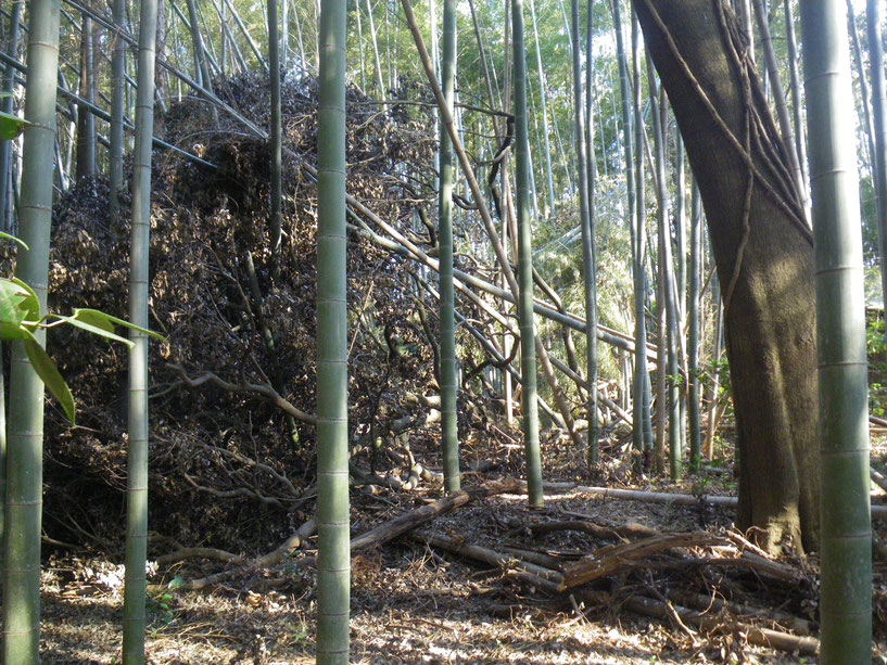 1/20今日は⑥番林。台風24号で隣地の巨木が作業林側に倒れていますが、しばらくこのままにしておくそうです。