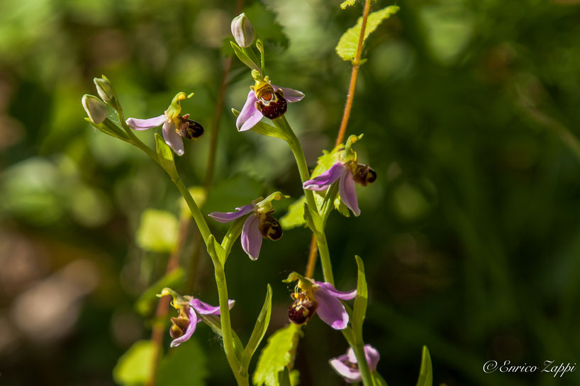 Ophrys.