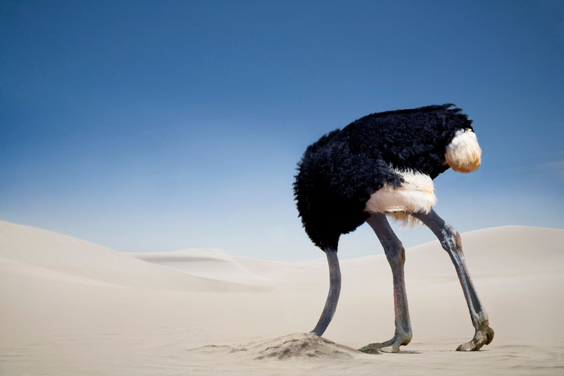 This ostrich has made a conscious decision to do nothing and bury it’s head in the sand!