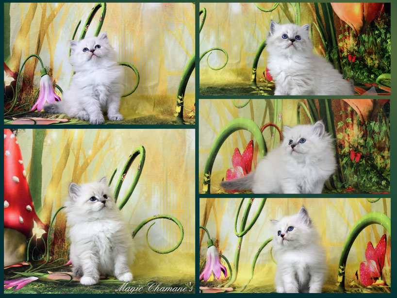 chaton siberien